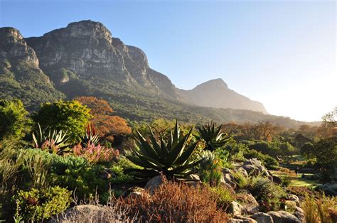  La Casa di Kirstenbosch: Una Sinfonia di Colori e Profumi nel Cuore del Sudafrica!