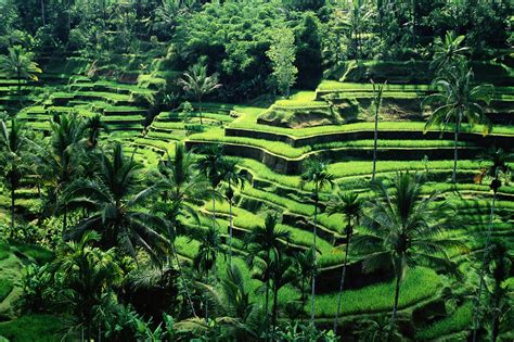 Il Museo di Banaue Rice Terraces: Un Tesoro Storico e una Meraviglia Naturale!