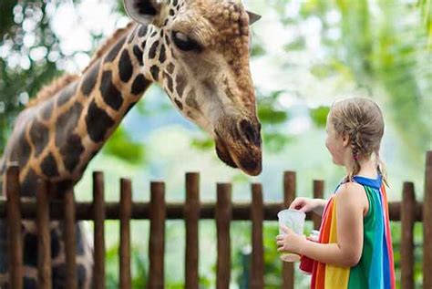 Il Parco Zoologico de Zélia: Un Oasis Selvaggio nel Cuore di Zélia!